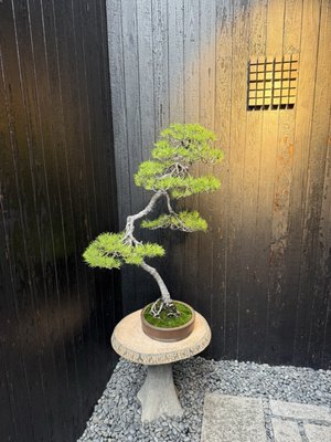 KOFFEE MAMEYA by null