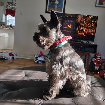 Pet Paradise Richmond Airport - Before with a proper schnauzer grooming... - Pet Boarding Near Me - Richmond, Virginia