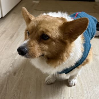 Deckers Dog & Cat - Kylo in his fleece jacket - Pet Stores Near Me - San Diego, California