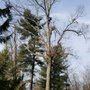 Photo of feutis tree service