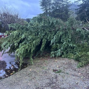 Lopez Tree Service - After storm. - Tree Services Near Me - Seaside, California Lopez Tree Service - After storm. - Tree Services Near Me - Seaside, California