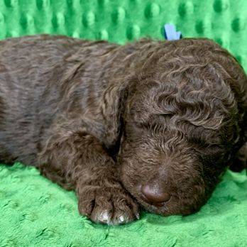L & Z Goldendoodles - Oklahoma
Male - Pet Breeders Near Me L & Z Goldendoodles - Oklahoma
Male - Pet Breeders Near Me