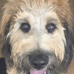 This is his eyelashes before I went to Julian's Pet Grooming on North Desert. This is his eyelashes before I went to Julian's Pet Grooming on North Desert.