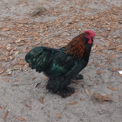 Woodpeckers Backyard BBQ by null