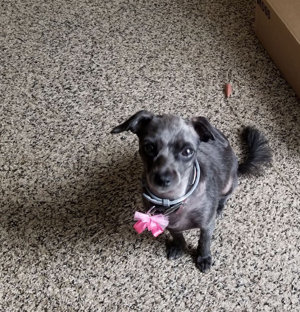 LUCKY DOG GROOMING & BOUTIQUE Updated August 2024 1502 Elizabeth