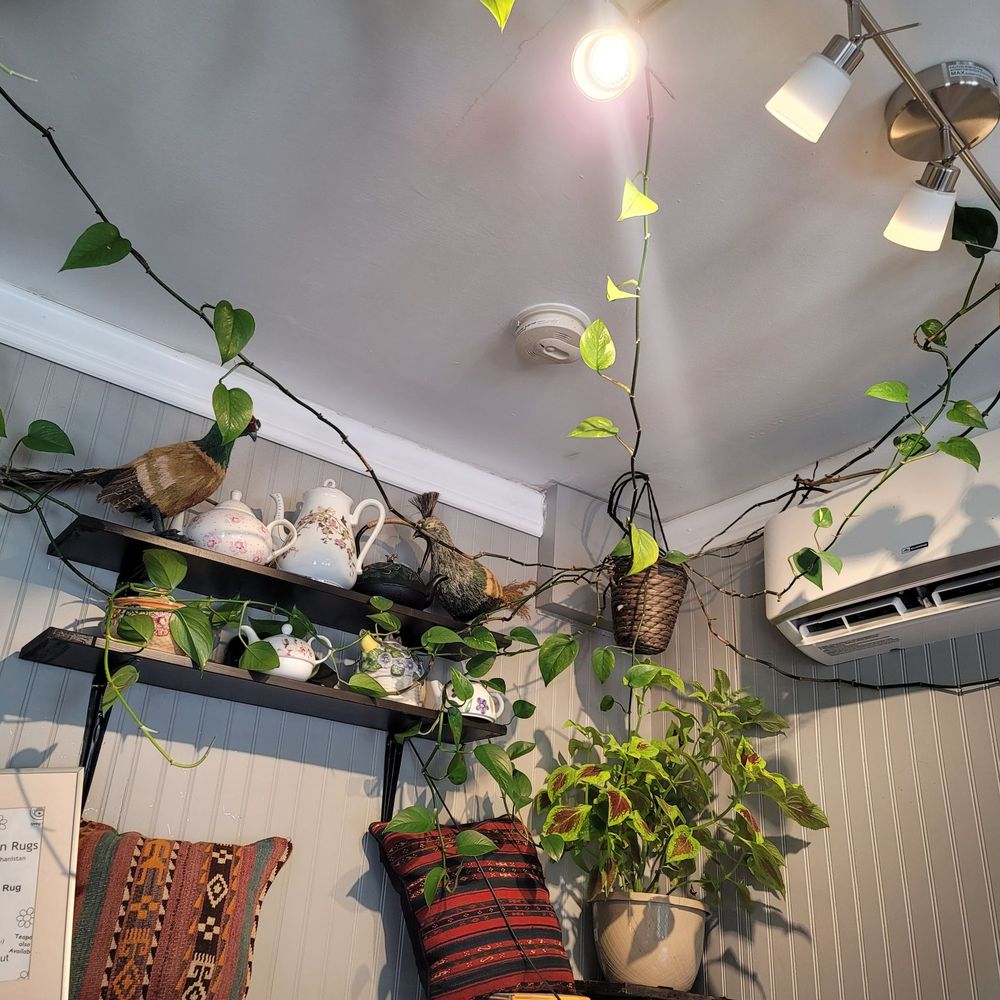 Spring Cafe - Ambiance photo #2. The theme is Spring, so there's a lot of "real" plants, which is a Huge plus as I don't like fake plant decor. - Cafes Near Me - Baltimore, Maryland Spring Cafe - Ambiance photo #2. The theme is Spring, so there's a lot of "real" plants, which is a Huge plus as I don't like fake plant decor. - Cafes Near Me - Baltimore, Maryland