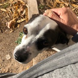 From Wags to Whiskers - Among the photos Hideyo has sent.