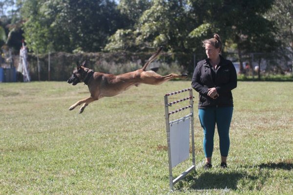 Gorgeous Boca Raton Dog Training Landscape in 4K Gorgeous Boca Raton Dog Training Landscape in 4K