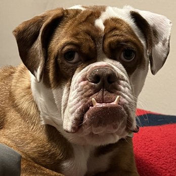 PetSmart Doggie Day Camp - Belle - Pet Groomers Near Me - Plano, Texas