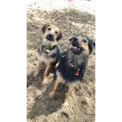 Zeus and Cairo had so much fun!