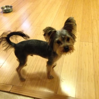 alex the happy dog grooming