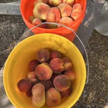 Gil Ranch U-pick - Pick Your Own Farms Near Me - Brentwood, California