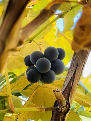 Jerome's U-Pick Fruit Farm by null