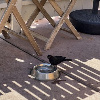 The Hidden Kitchen - Happy blackbird drinking out of a dog water bowl - Juice Bars & Smoothies Near Me - Cayucos, California The Hidden Kitchen - Happy blackbird drinking out of a dog water bowl - Juice Bars & Smoothies Near Me - Cayucos, California