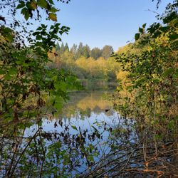 West Hylebos Wetlands Park - The lake on the west side of the park.