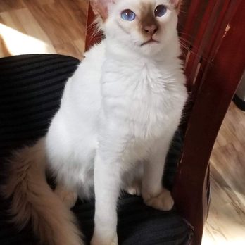 Permes Cattery - Pet Breeders Near Me Permes Cattery - Pet Breeders Near Me