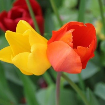 Hofstra University - Tulips - Colleges & Universities Near Me - Hempstead, New York Hofstra University - Tulips - Colleges & Universities Near Me - Hempstead, New York