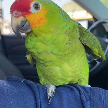 Feathered Follies - Toby - Pet Stores Near Me - Concord, California