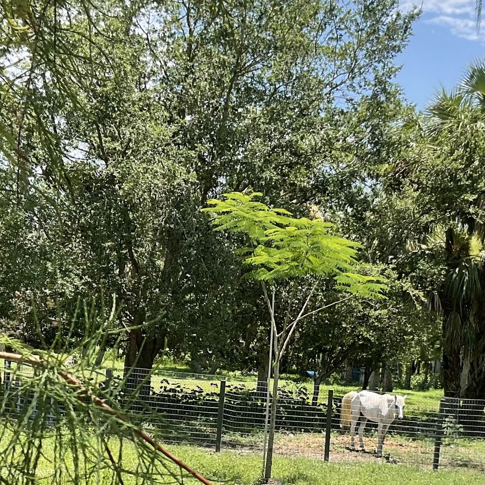 Best Nurseries in Naples – 25-Gallon-Wholesale Clusia Plants, image size:1000x1000