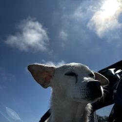 Peaceful Pet Passing - Penny Girl