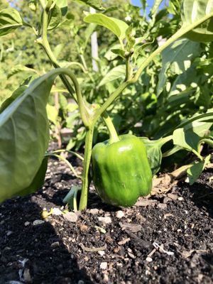 Flowerpot Island by null