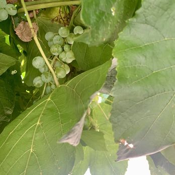 Fat Olives - Archway of grape leaves between parking lots - Pizza Near Me - Flagstaff, Arizona