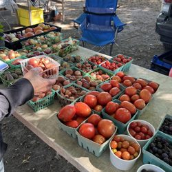West Tisbury Farmer's Market