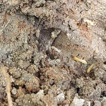 FX Pest Control - Active termites - Pest Control Near Me - Cypress, Texas FX Pest Control - Active termites - Pest Control Near Me - Cypress, Texas