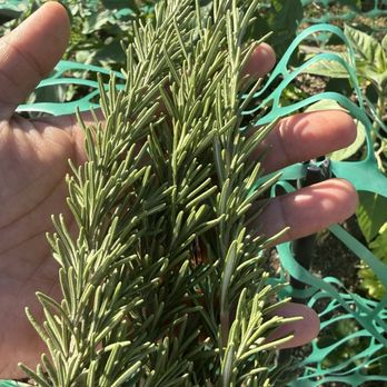 The Nest Box - Fresh rosemary from the garden - Farmers Market Near Me - San Martin, California