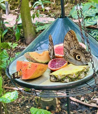 Cockrell Butterfly Center by null