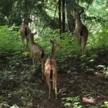 Riverbend Campground - Campgrounds Near Me - Olympia, Washington