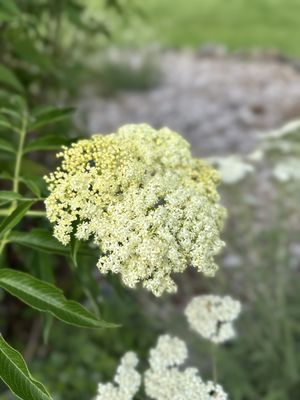 John A. Finch Arboretum
