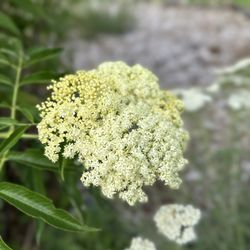 John A Finch Arboretum - 7/5/25