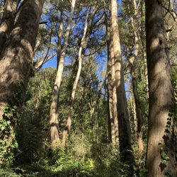Mount Davidson Park