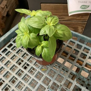 McDonald Garden Center - Basil! - Nurseries & Gardening Near Me - Virginia Beach, Virginia McDonald Garden Center - Basil! - Nurseries & Gardening Near Me - Virginia Beach, Virginia