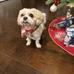 Kristi's Pet Palace - Tiff loves Kristi!