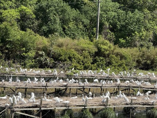 Jungle Gardens by null