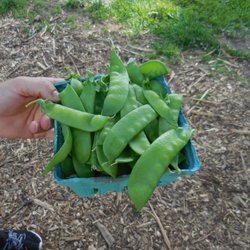 Homefields Care Farm - Farmhand Christina displaying her pride and joy