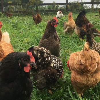 Crown Hill Farm - Our flock of Heritage chickens - Venues & Event Spaces Near Me - Eden, New York Crown Hill Farm - Our flock of Heritage chickens - Venues & Event Spaces Near Me - Eden, New York