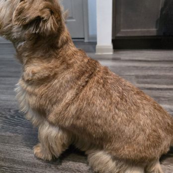 Furlesque - March 2026 - Pet Groomers Near Me - Humble, Texas