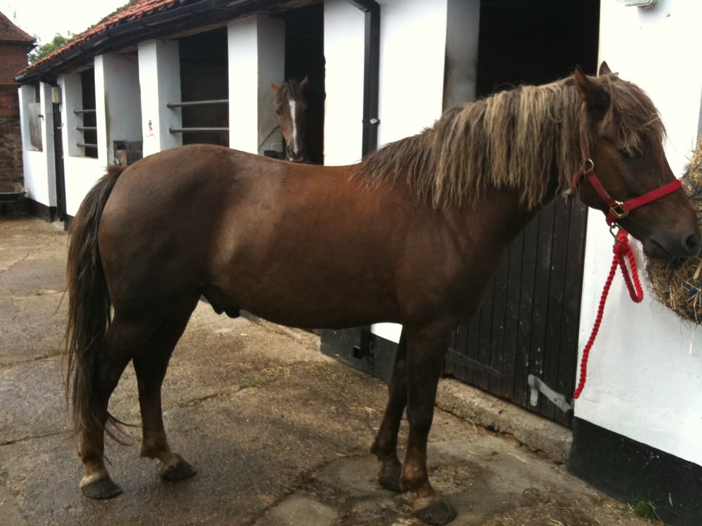 ARMOURY FARM LIVERY YARD Updated June 2024 18 Photos Armoury Road