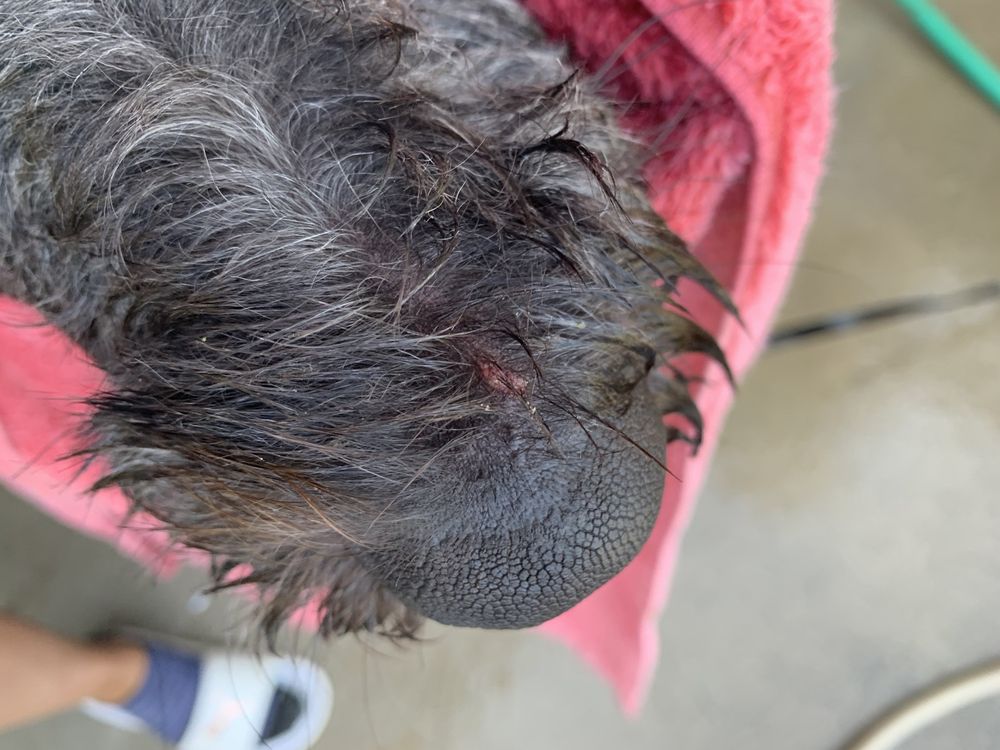 HAPPY PAWS STAY & PLAY Updated September 2024 607 Chatsworth Hwy