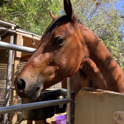Orange County Riding Academy - Bigs