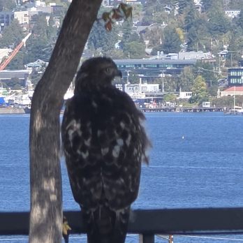 Mercer View Apartments - Visitor on the rooftop deck - Apartments Near Me - Seattle, Washington Mercer View Apartments - Visitor on the rooftop deck - Apartments Near Me - Seattle, Washington