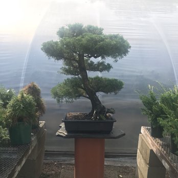 Bonsai West - Nurseries & Gardening Near Me - Littleton, Massachusetts