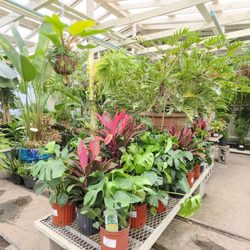 Harold's Indoor & Outdoor Plants