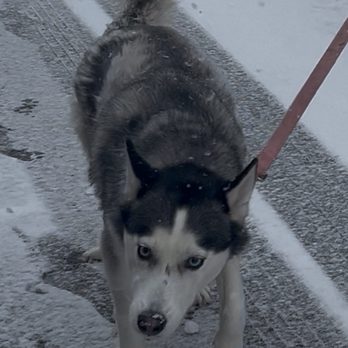 Veterinary Emergency Group - Post recovery, she has healed up very well and is finally out enjoying a snow day! - Emergency Pet Hospital Near Me - Brentwood, Missouri Veterinary Emergency Group - Post recovery, she has healed up very well and is finally out enjoying a snow day! - Emergency Pet Hospital Near Me - Brentwood, Missouri