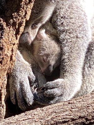 Australia Zoo by null