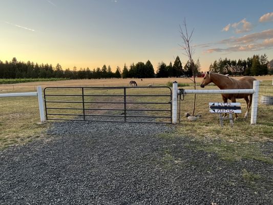 Saginaw Vineyard by null