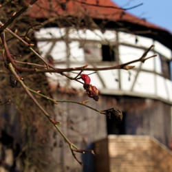 Burg Hohenberg